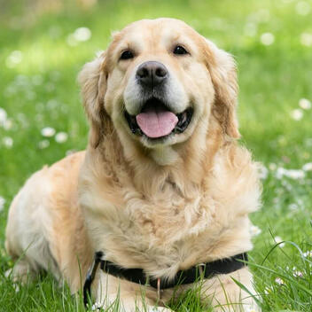 Chewy.talk Independent Pet Health Review | March 2026